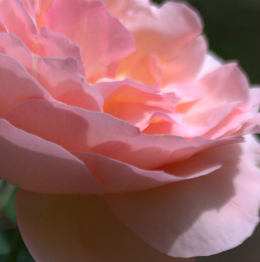 Soft Rose Petals Photograph by Farol Tomson
