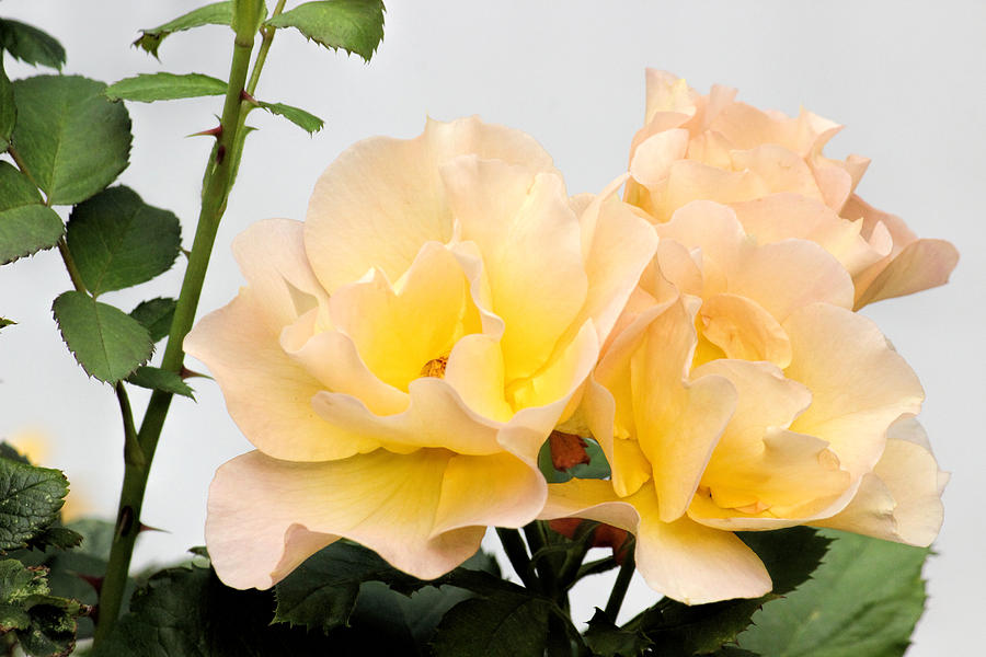 Soft Roses Photograph by Becca Buecher