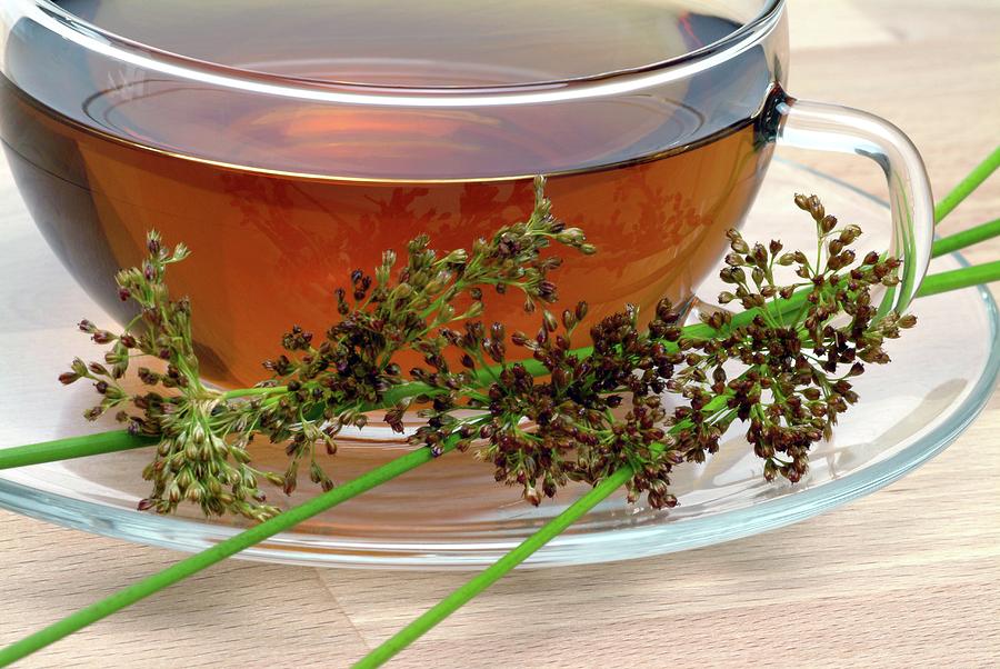 Soft Rush Herbal Tea Photograph by Bildagentur-online/th Foto/science Photo Library