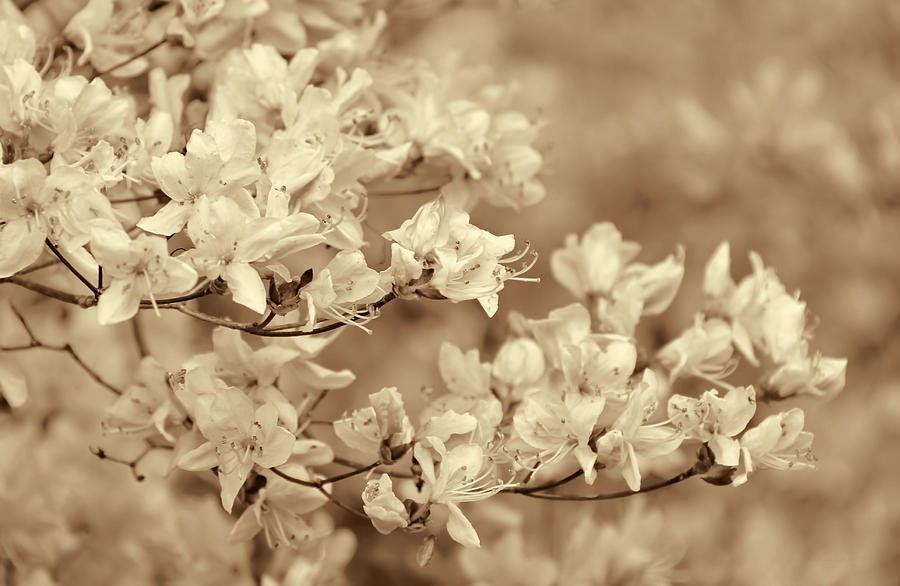 Soft Sepia Dancing Azalea Flowers Photograph by Jennie Marie Schell