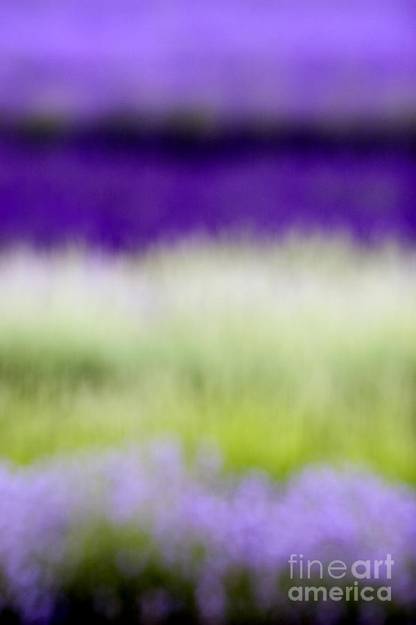 Soft Shades of Lavender Photograph by Tim Gainey