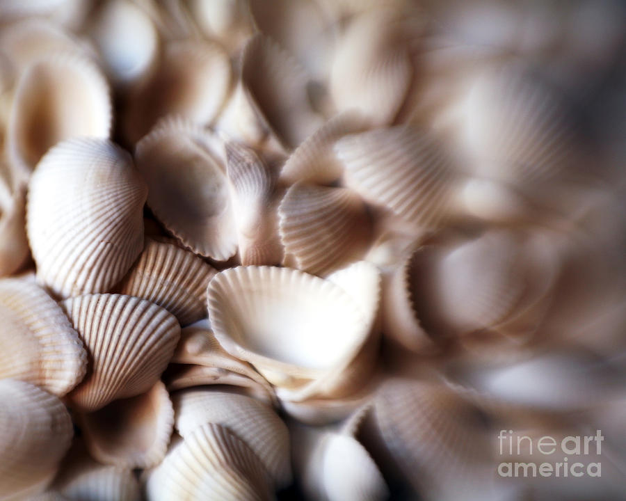 Soft Shells Photograph by Kate McKenna