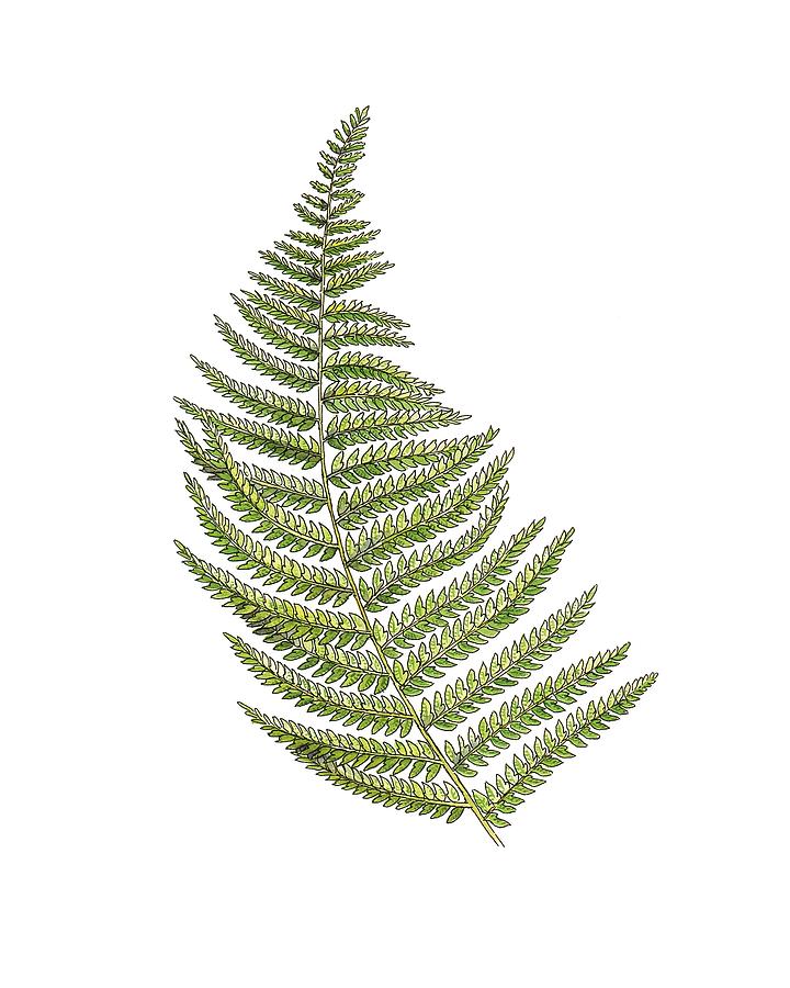 Soft Shield Fern (polystichum Setiferum) Photograph By Science Photo 