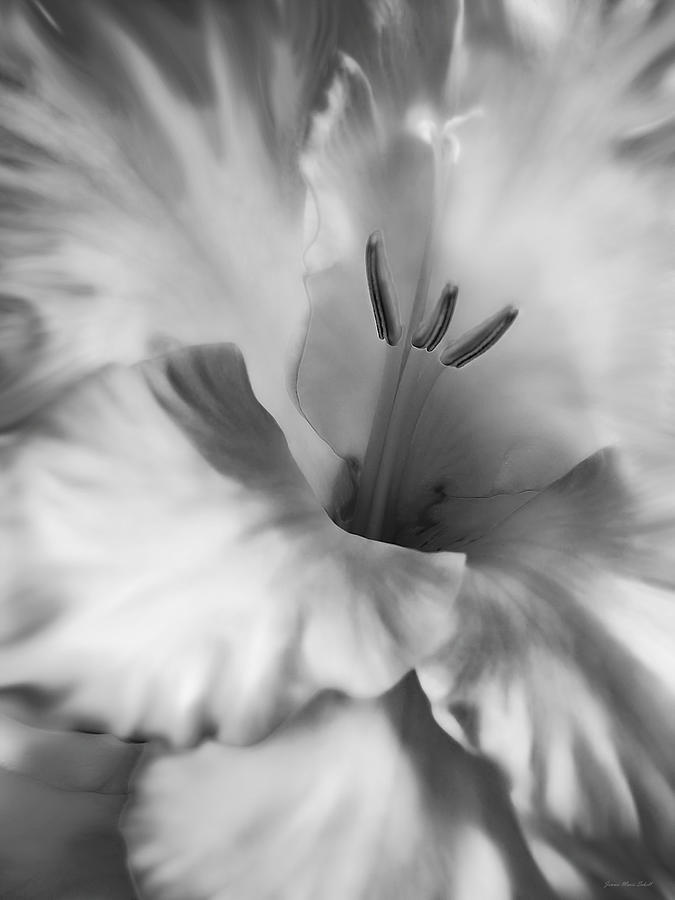 Nature Photograph - Soft Silver Gladiola Flower  by Jennie Marie Schell