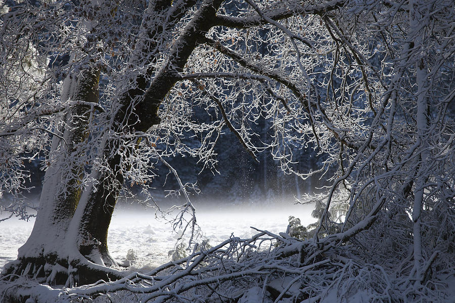 Soft Snow Photograph by Alan Kepler