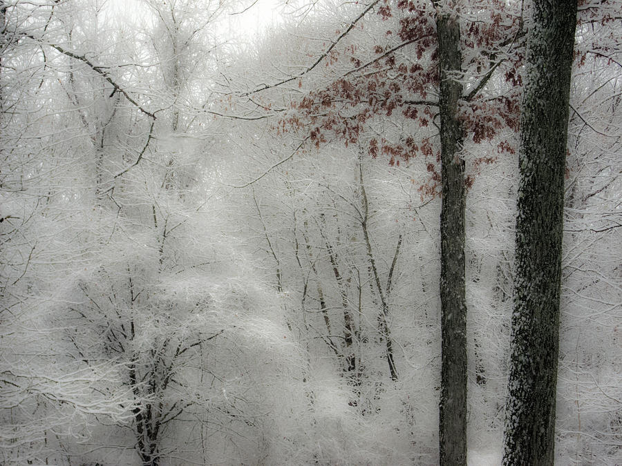 Soft Snow Photograph by Nancy De Flon