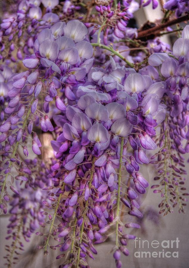 Soft Southern Wisteria Photograph by Kathy Baccari