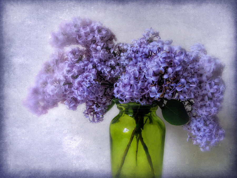 Soft Spoken Photograph by Jessica Jenney Soft Spoken Photograph by Jessica Jenney