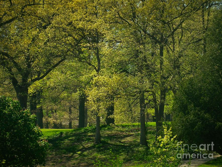 Golf Course Photograph - Soft Spring Light by William OBrien