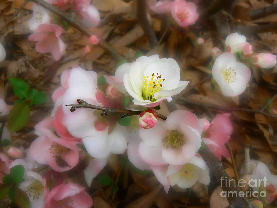 Soft Spring Quince Blossoms Photograph by MM Anderson