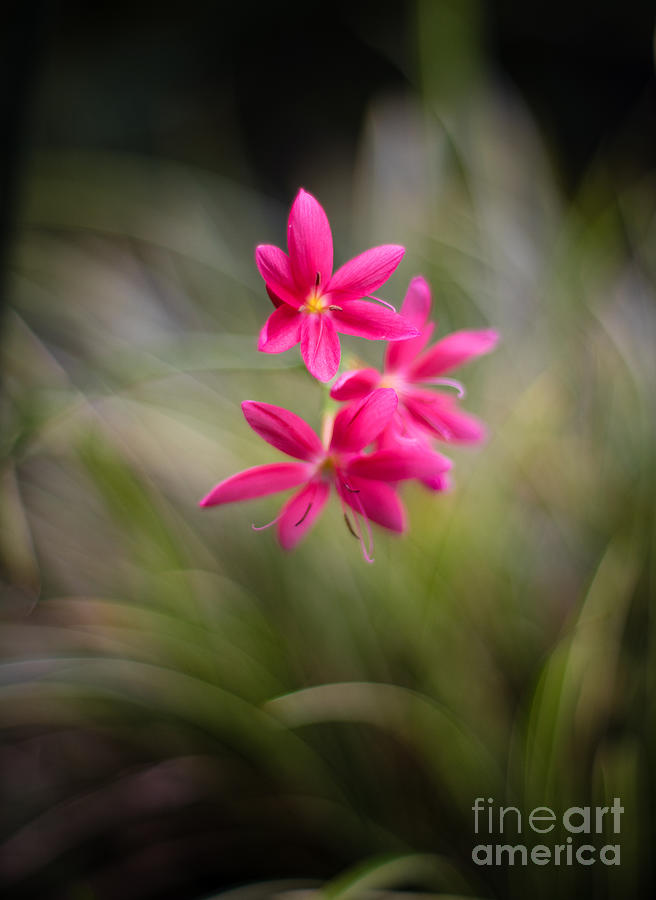 Flower Photograph - Soft Stars of Red by Mike Reid