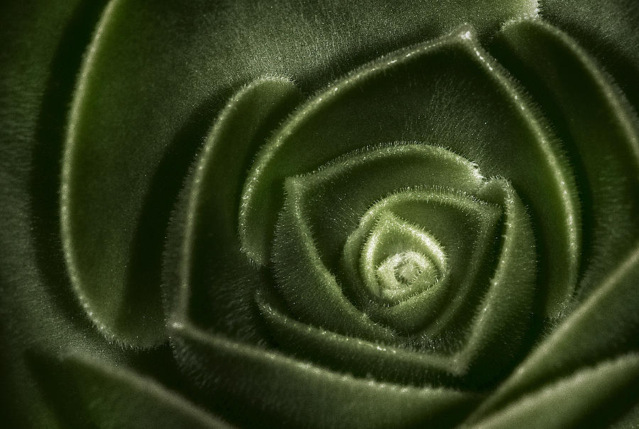 Flower Photograph - Soft Succulent by Susan Candelario