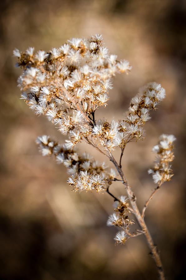 Flower Photograph - Soft Sun by Brenna Schelle