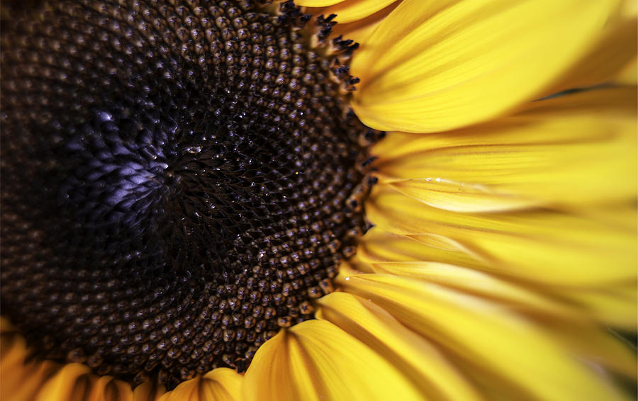 Soft Sunflower Photograph by Michael Hope