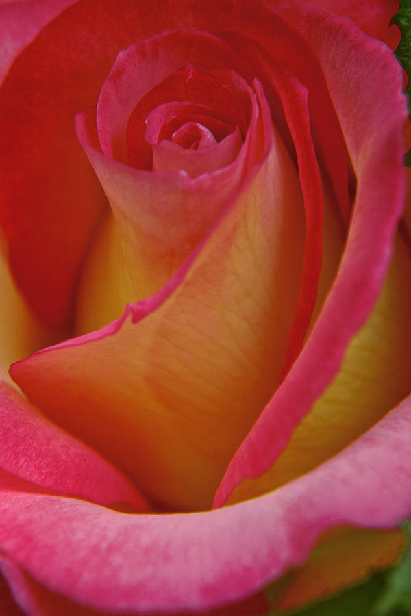 Rose Photograph - Soft Swirls Of Pink And Yellow by Her Arts Desire