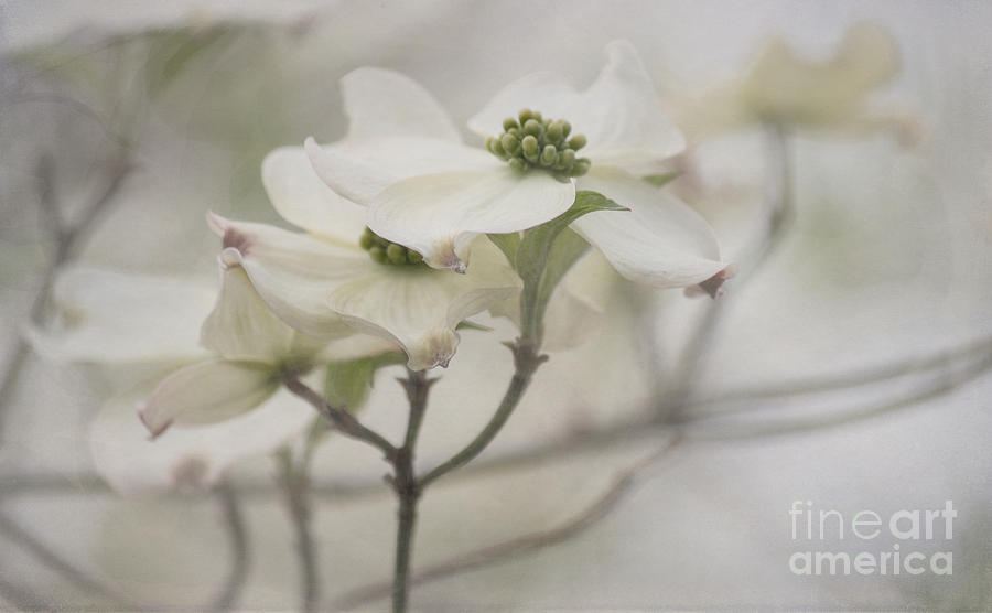 Soft Texture of Spring Photograph by Arlene Carmel