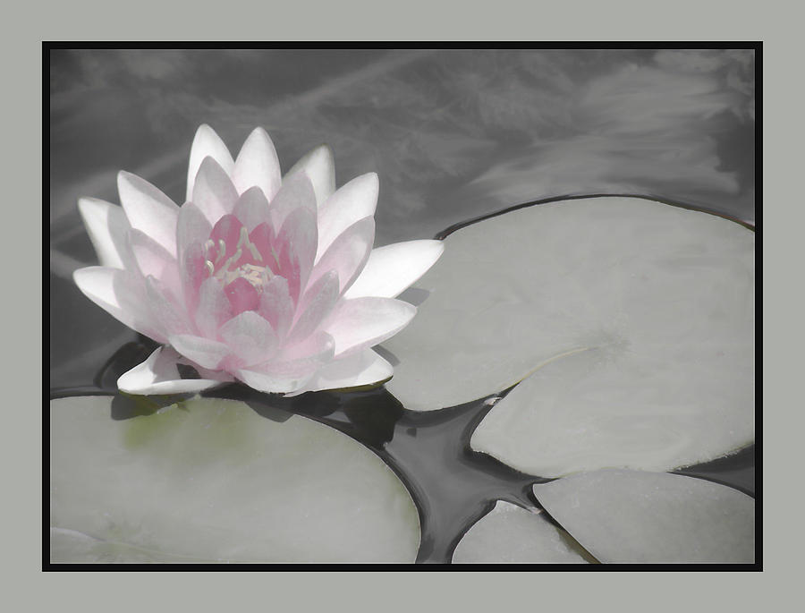 Soft Toned Water Lily Photograph by Rosalie Scanlon
