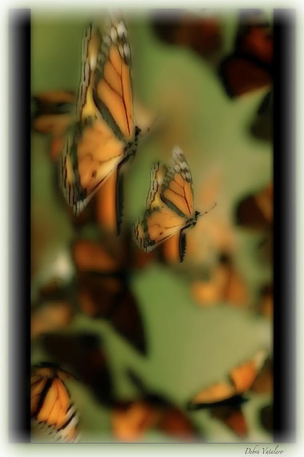 Soft Touch 10  Wings Photograph by Debra     Vatalaro