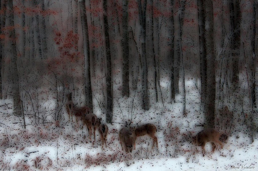 Soft Touch 7 Winter Deer Family Photograph by Debra     Vatalaro