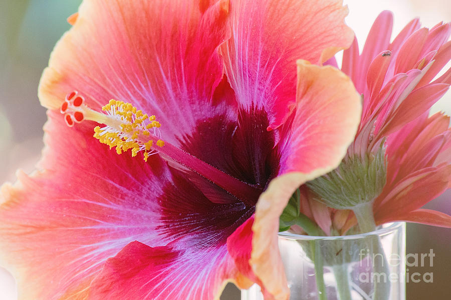 Soft Touch Hibiscus Photograph by Sally Simon