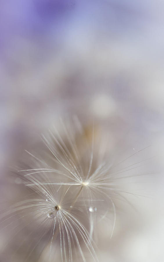 Nature Photograph - Soft Touch of Dandelion. Macro by Jenny Rainbow