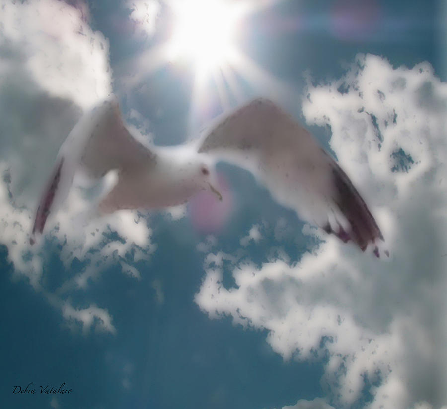 Soft Touch Seagull Fly  Photograph by Debra     Vatalaro