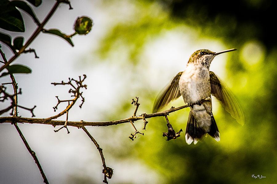 Hummingbird - Soft Touchdown Photograph by Barry Jones