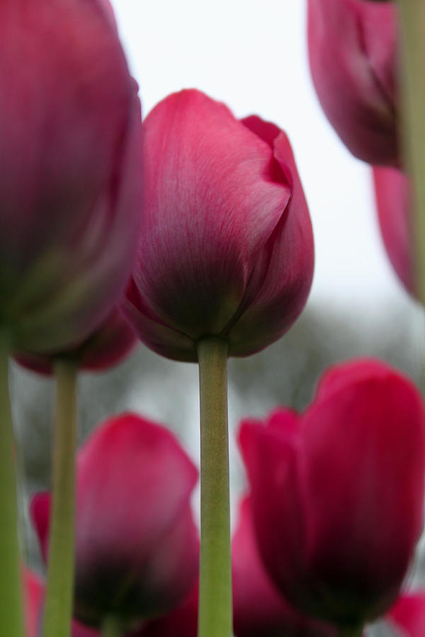 Soft Tulip Photograph by Kami McKeon