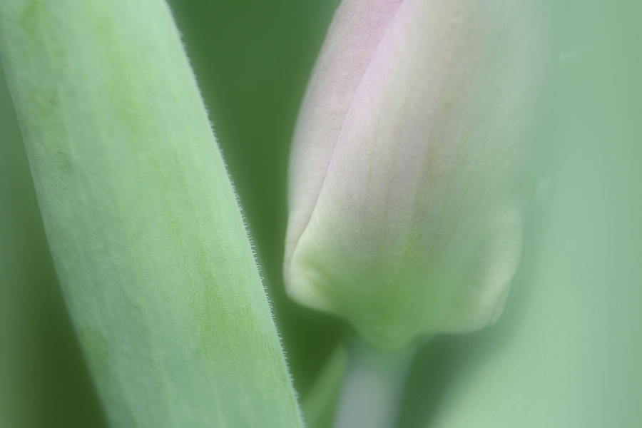 Spring Photograph - Soft Tulip by Karol Livote