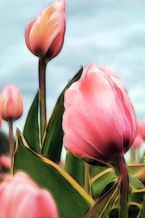 Soft Tulip Pedals Photograph by Athena Mckinzie