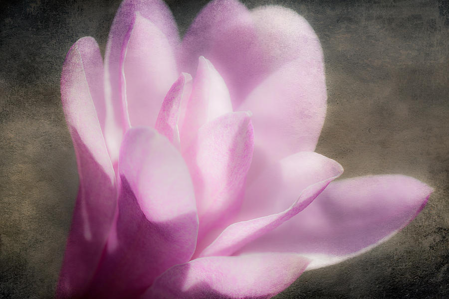 Abstract Photograph - Soft Violet Flower - Greensboro North Carolina by Dan Carmichael