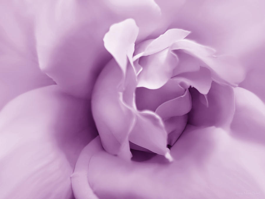 Summer Photograph - Soft Violet Rose Flower by Jennie Marie Schell