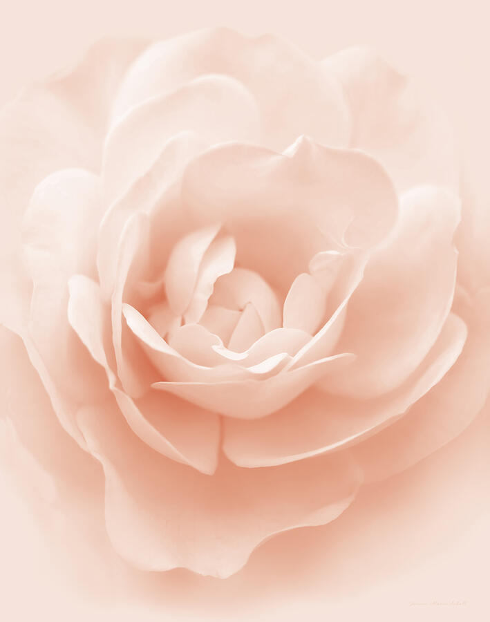 Soft Whispers Peach Rose Flower Photograph by Jennie Marie Schell