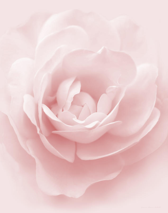 Rose Photograph - Soft Whispers Pink Rose Flower by Jennie Marie Schell