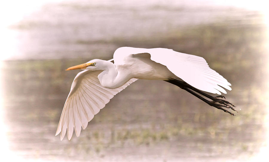 Soft White Egret Photograph