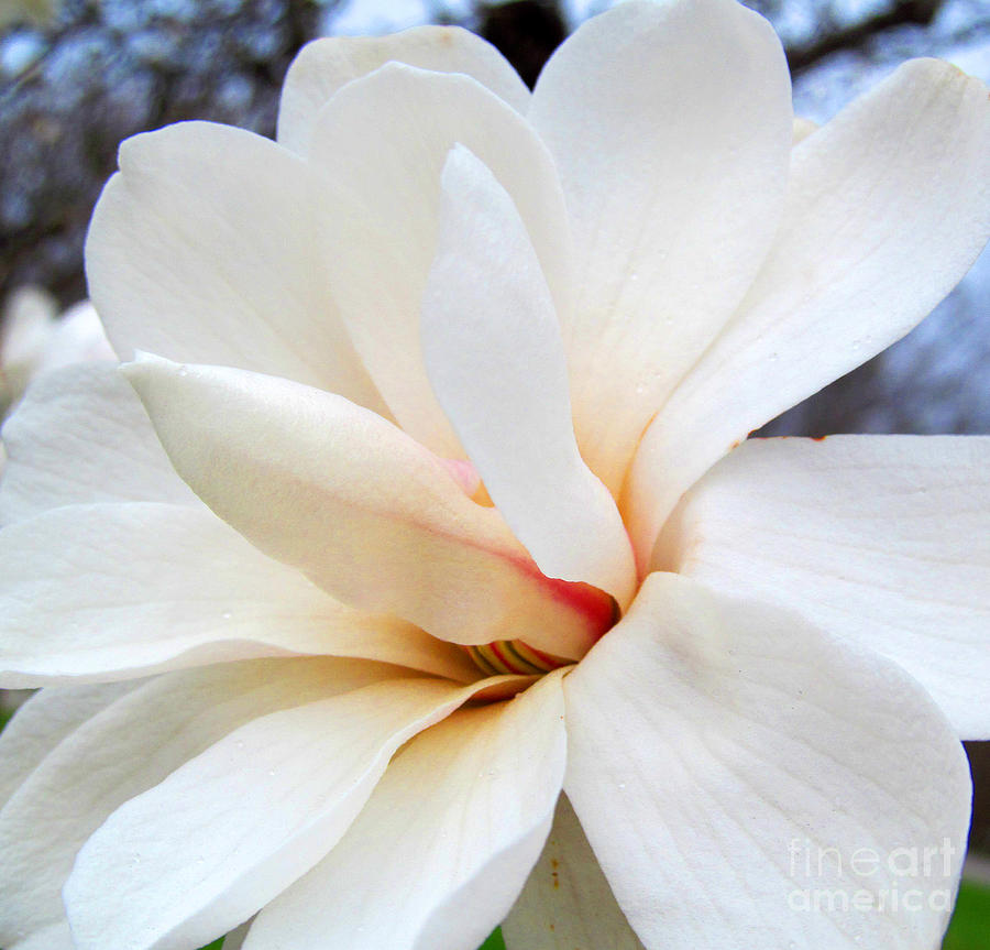 Magnolia Movie Photograph - Soft White Magnolia by Tina M Wenger