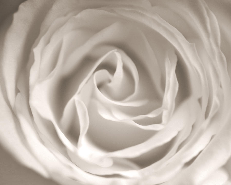 Soft White Rose B W Sepia Photograph by Connie Fox