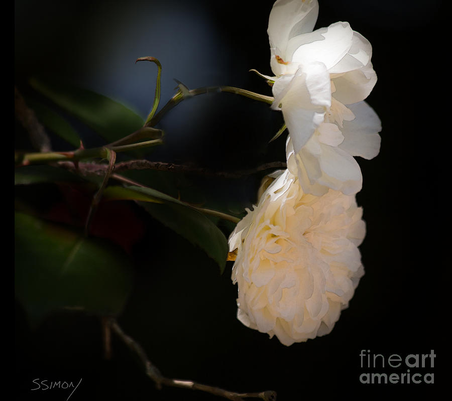 Nature Photograph - Soft White Roses by Sally Simon