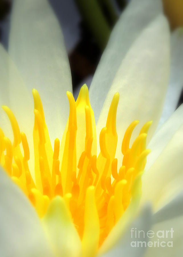 Soft White Water Lily Photograph by Renee Trenholm
