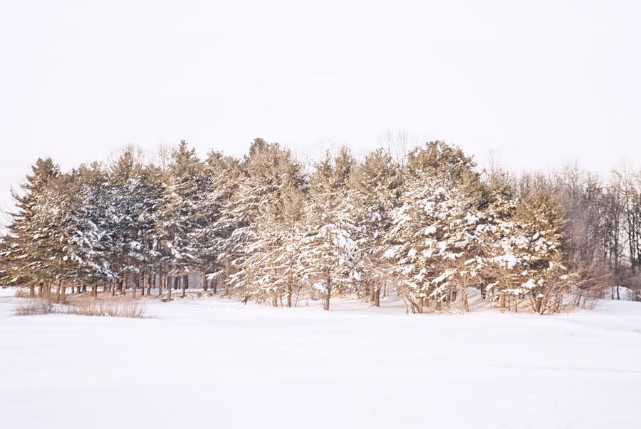 Soft Winter Pines Photograph by Mary Timman
