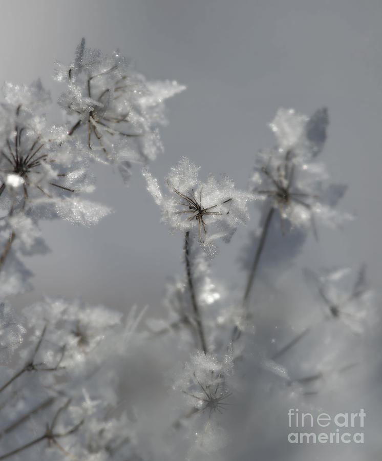 Soft Winter Whisper.. Photograph by Nina Stavlund