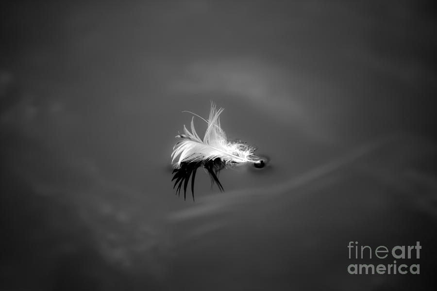 Feather Still Life Photograph - Soft With Sharp Edges by David Rucker