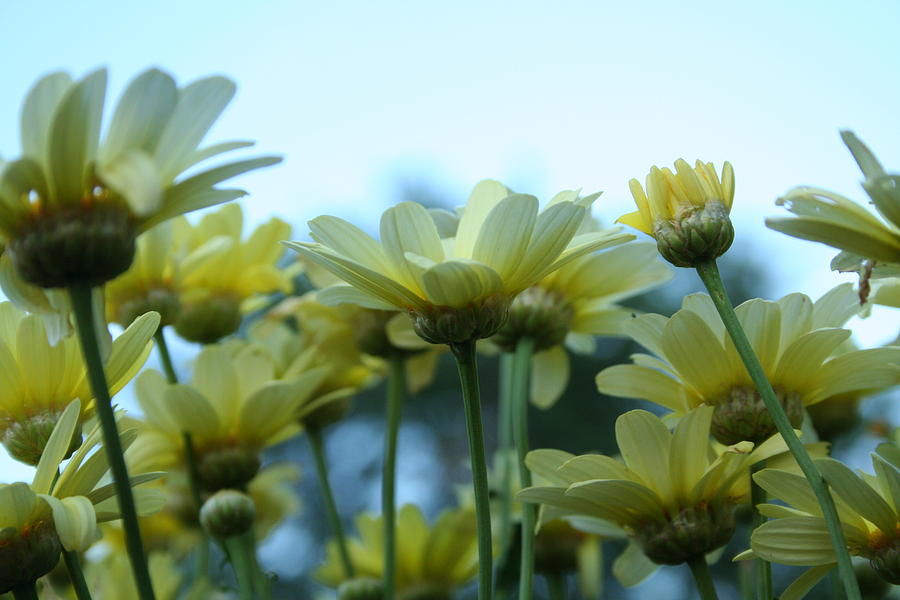 Flower Photograph - Soft Yellow Flowers by Heather Allen