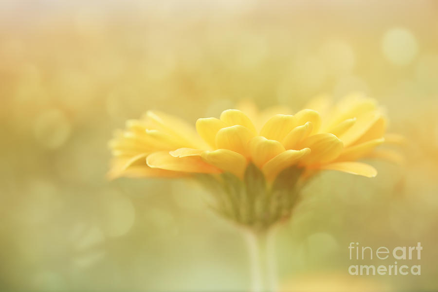 Flowers Still Life Photograph - Soft yellow gerbera by LHJB Photography