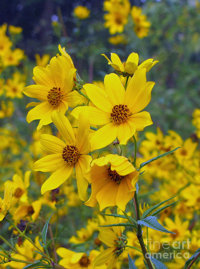 Soft Yellow Petals Photograph by Cedric Hampton