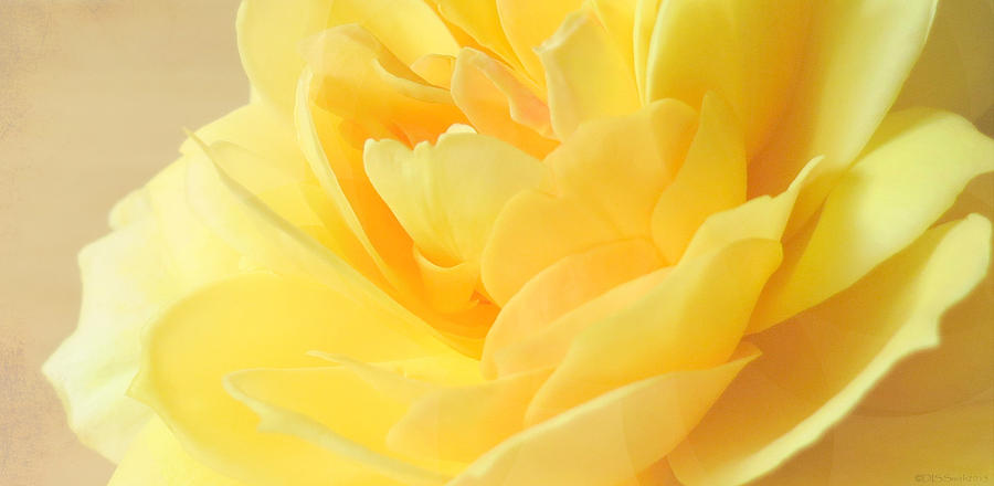 Soft Yellow Rose Photograph by Deborah Smith