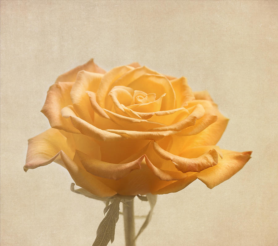 Rose Photograph - Soft Yellow Rose Flower by Kim Hojnacki
