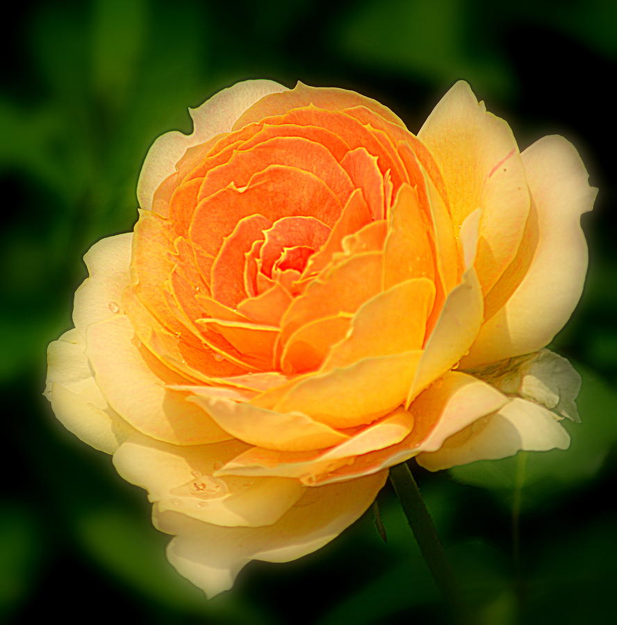 Soft Yellow Rose Photograph by Joan Han