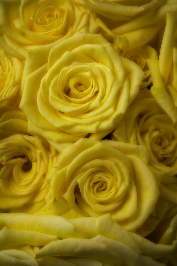 Rose Photograph - Soft Yellow Roses by Garry Gay