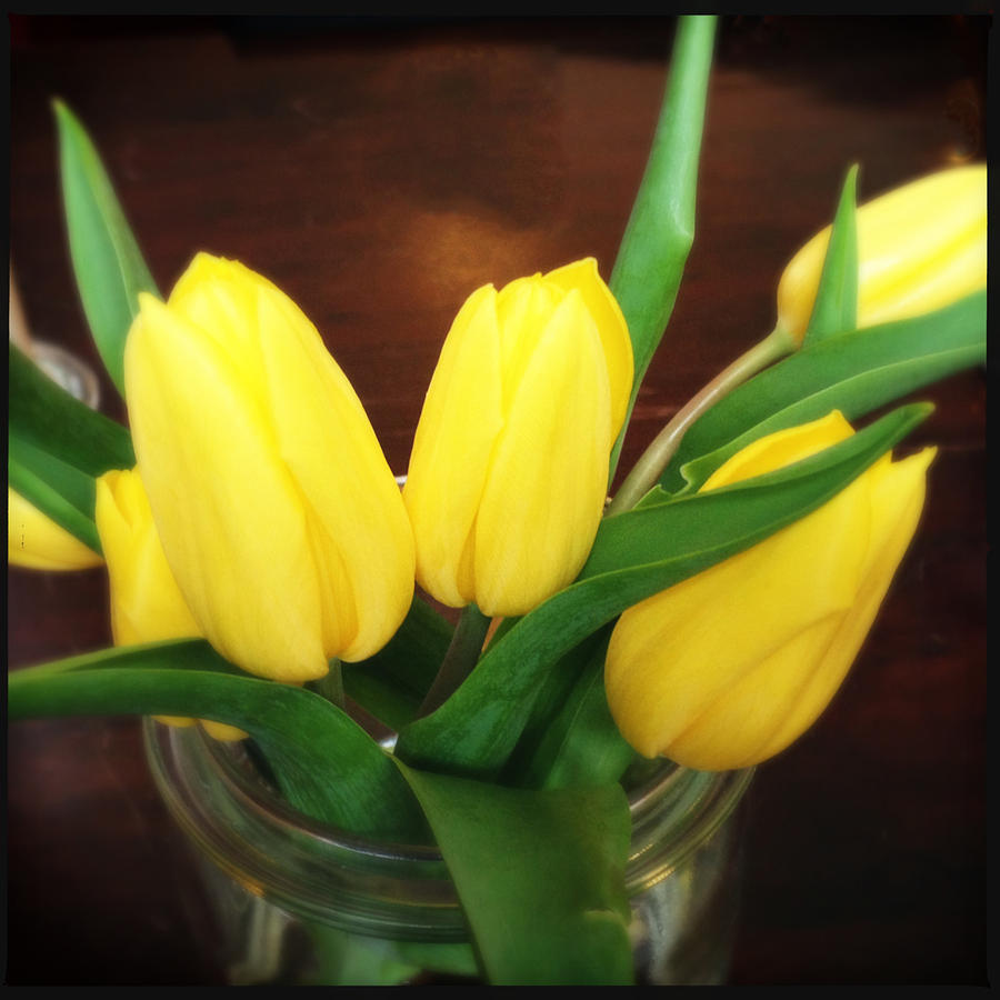 Tulip Photograph - Soft yellow tulips by Matthias Hauser